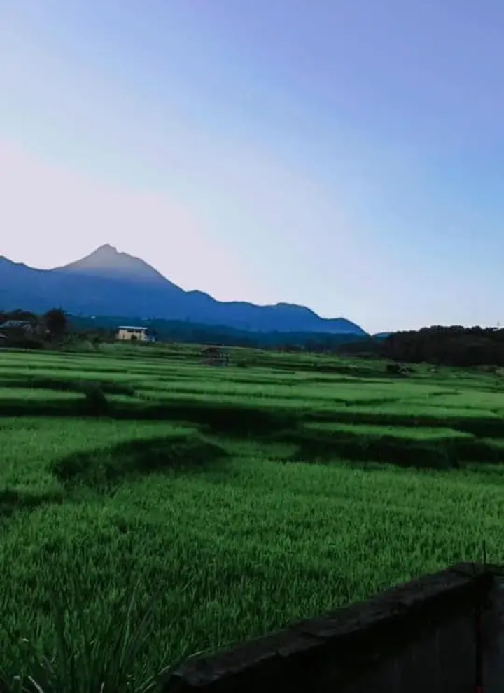 Sebagian masyarakat gegur sepakat ada yang bersawah Menanam Padi